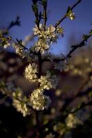 sur körsbär blomma i solnedgång foto