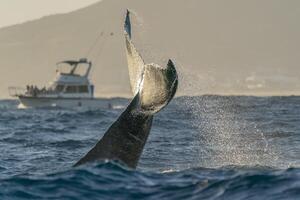 puckelrygg val svans slapping i cabo san Lucas pacific hav baja kalifornien sur mexico på solnedgång foto