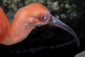 niktiterande membran av röd ibis fågel foto