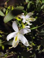 en person innehav en vit blomma i deras hand foto