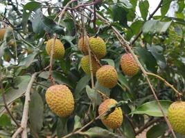 fördelar av äter Litchi håller ben friska Litchi innehåller magnesium, fosfor, järn, mangan och koppar. ... välgörande för njurar den är Viktig till ha kvar ett öga på de mat till ha kvar de njure foto