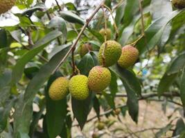 fördelar av äter Litchi håller ben friska Litchi innehåller magnesium, fosfor, järn, mangan och koppar. ... välgörande för njurar den är Viktig till ha kvar ett öga på de mat till ha kvar de njure foto