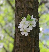 små vit blommor på en bark av träd vertikal stock Foto för vår bakgrunder