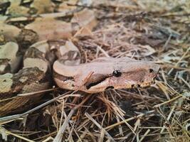 boa constrictor på de jord foto