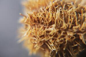 makro fotografi av de textur av en växt foto