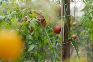 röd mogen körsbär tomater vuxen i växthus. hemodlade organisk grönsaker. säsong- lokalt vuxen landsbygden mat producera. jordbruk foto