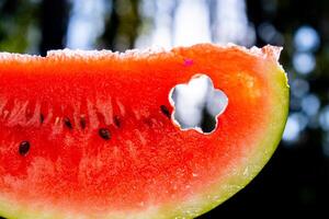 färsk saftig röd vattenmelon skiva blomma formad i händer på bakgrund av utomhus- trädgård i sommartid under solnedgång. begrepp av sommar högtider och semester. långsamt levande enkel nöjen foto