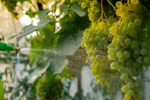 oigenkännlig jordbrukare vattning vindruvor med professionell spruta i vingård. vin framställning producera. stridande skadedjur i trädgård. förgifta för insekter hemodlade lokalt lantbruk friska Land liv begrepp. solljus tänds skörda. jordbruk foto