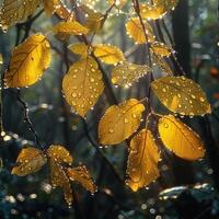 glansig regndränkt löv i en skog foto