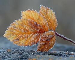 frost mönster på en blad i tidigt morgon- foto