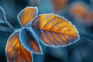 frost mönster på en blad i tidigt morgon- foto