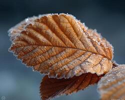 frost mönster på en blad i tidigt morgon- foto