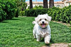 leende hund utomhus- fält Lycklig foto
