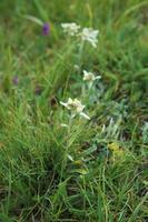 berg blomma, edelweiss foto