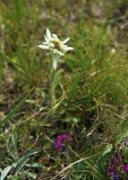 berg blomma, edelweiss foto