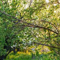 vår blomma, gren av en blomstrande äpple träd på trädgård bakgrund foto