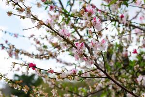 toowoomba karneval av blommor foto