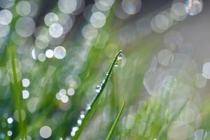 vår. skön naturlig bakgrund av grön gräs med dagg och vatten droppar. säsong- begrepp - morgon- i natur. foto