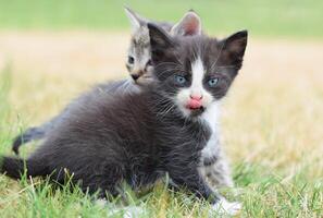 skön små kattunge med blå ögon. foto