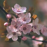 blomma träd. natur bakgrund. soligt dag. vår blommor. skön fruktträdgård. abstrakt suddig bakgrund. springtime foto