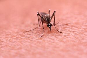 en mygga den där bär dengue feber och Zika virus är sugande blod på en personens hud. foto