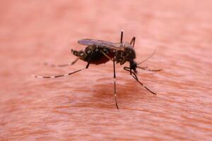 en mygga den där bär dengue feber och Zika virus är sugande blod på en personens hud. foto