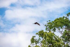 en flock av flygande rävar. Australien. quinsland foto