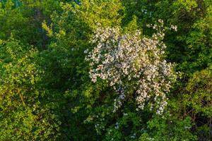 vår blomma, gren av en blomstrande äpple träd på trädgård bakgrund foto