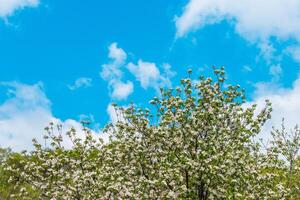 vår blomma, gren av en blomstrande äpple träd på trädgård bakgrund foto