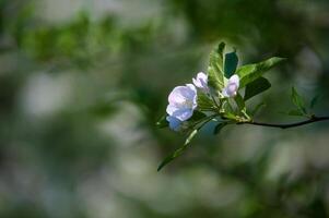 grenar av ett blommande äppelträd foto