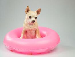 söt brun kort hår chihuahua hund stående i rosa simning ringa, isolerat på vit bakgrund. foto