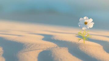 en rena sammansättning skildrar en enda, vibrerande färgad blomma blomning mitt i en omfattande vidd öken- sand foto