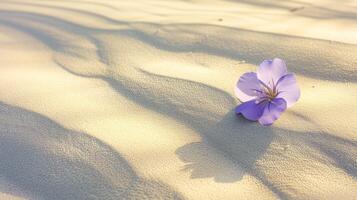 en rena sammansättning skildrar en enda, vibrerande färgad blomma blomning mitt i en omfattande vidd öken- sand foto
