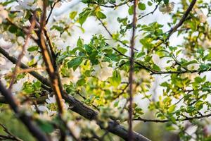 vår blomma, gren av en blomstrande äpple träd på trädgård bakgrund foto