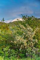 vår blomma, gren av en blomstrande äpple träd på trädgård bakgrund foto