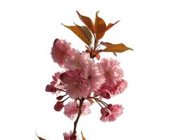 abstrakt ljusrosa blomma och lilla gröna blad blommande gren överlägg av körsbärsblommor träd på vitt. foto