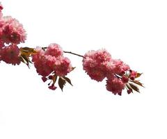 abstrakt blomma blommande gren överlägg av våren körsbärsblommor träd på vitt.