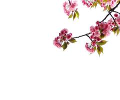 abstrakt blomma blommande gren överlägg av våren körsbärsblommor träd på vitt.