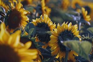 fält av solrosor svängande försiktigt i de bris, deras ljus gul kronblad vände sig mot de Sol foto