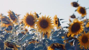 fält av solrosor svängande försiktigt i de bris, deras ljus gul kronblad vände sig mot de Sol foto