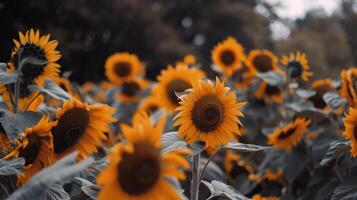 fält av solrosor svängande försiktigt i de bris, deras ljus gul kronblad vände sig mot de Sol foto
