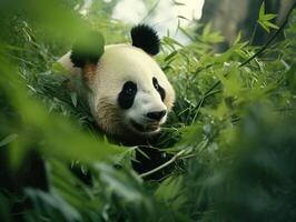 panda framväxande från tät bambu snår foto
