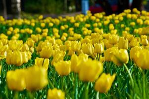 de tulpaner, blomning i en trädgård. färgrik blommor foto