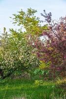 vår blomma, gren av en blomstrande äpple träd på trädgård bakgrund foto