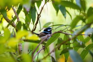 de utmärkt fairywren malurus cyaneus är en tätting fågel i de australiensisk gärdsmyg familj. foto