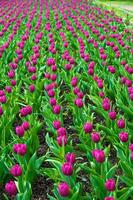 de tulpaner, blomning i en trädgård. färgrik blommor foto