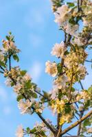 vår blomma, gren av en blomstrande äpple träd på trädgård bakgrund foto