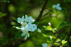 grenar av ett blommande äppelträd foto