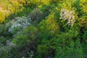 vår blomma, gren av en blomstrande äpple träd på trädgård bakgrund foto