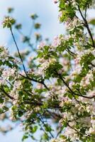 vår blomma, gren av en blomstrande äpple träd på trädgård bakgrund foto